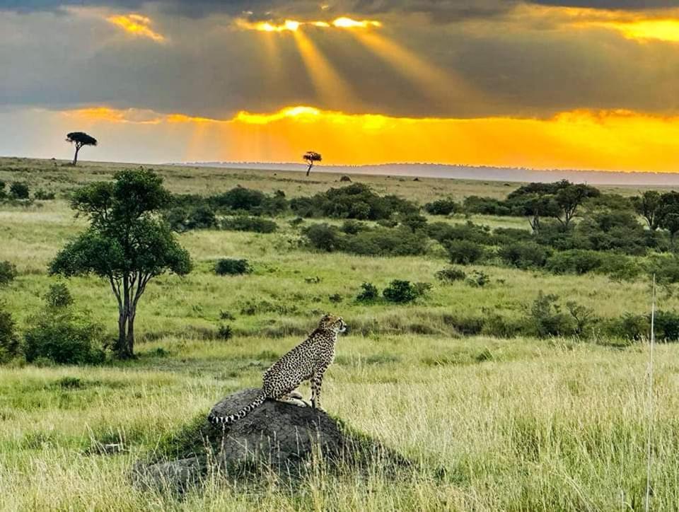 Hotel Leruk Maasai Mara Camp Sekenani Exterior foto