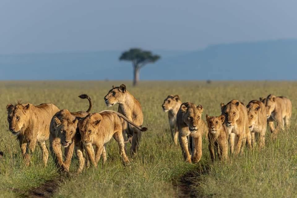 Hotel Leruk Maasai Mara Camp Sekenani Exterior foto